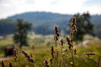 Blue Star Ranch Wedding